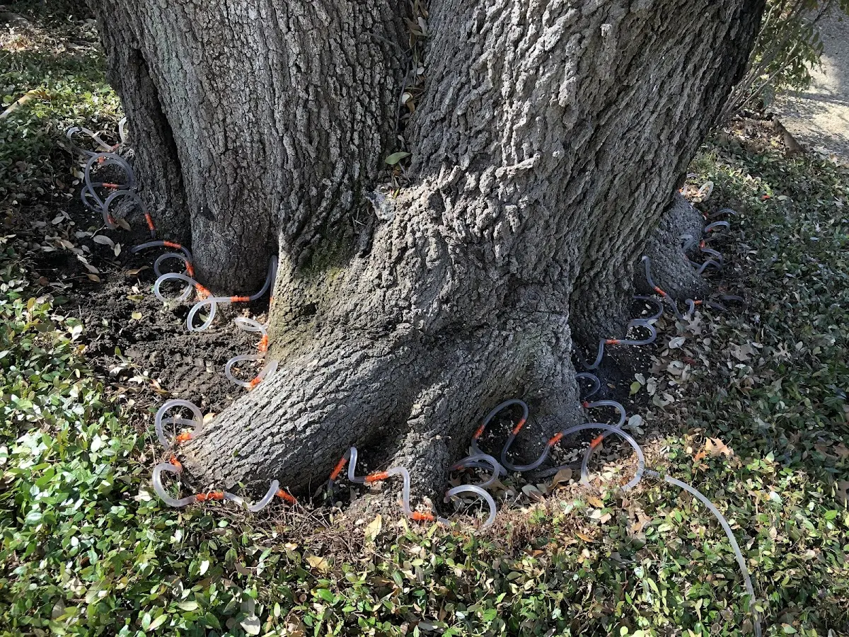 Detailed Tree Cabling and Bracing job site in Shermans Dale