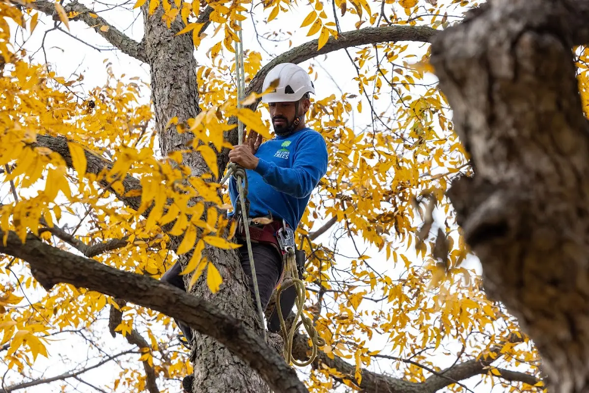 Skilled Emergency Tree Service crew working in Shermans Dale
