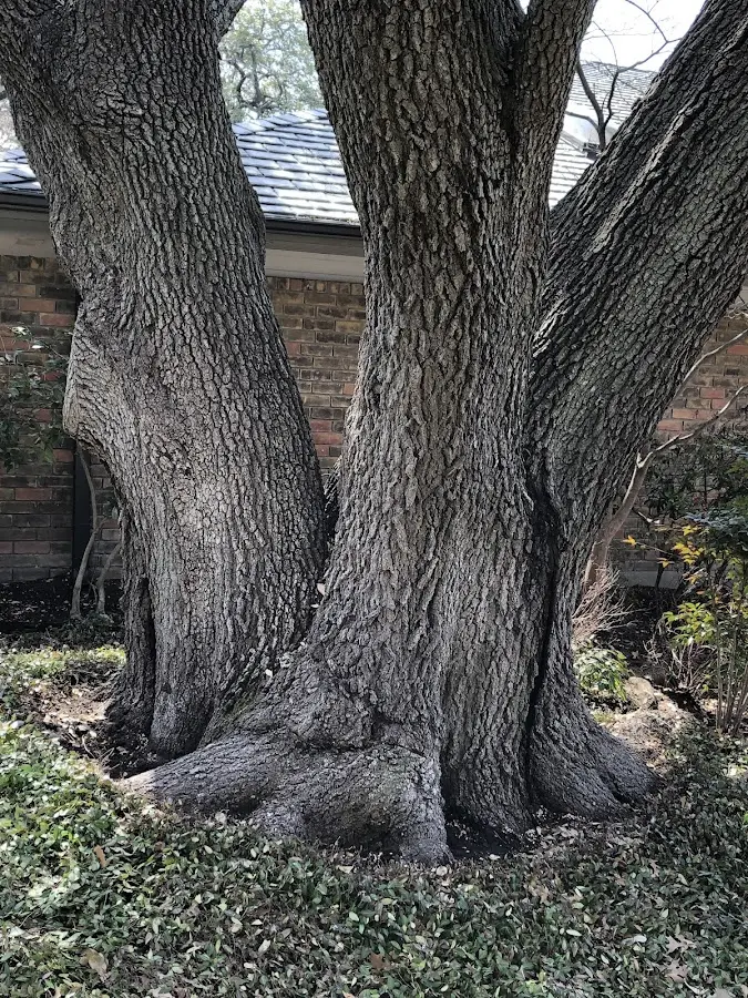 Mature heritage tree close to a Shermans Dale property cared for by certified arborists
